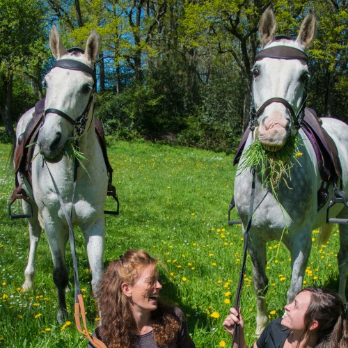 Bridon licol ergonomique pour l'équitation  - Sellerie Gaston Mercier