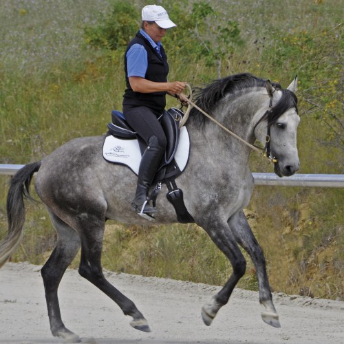 La Doline II est une selle adaptée au dressage  - Sellerie Gaston Mercier