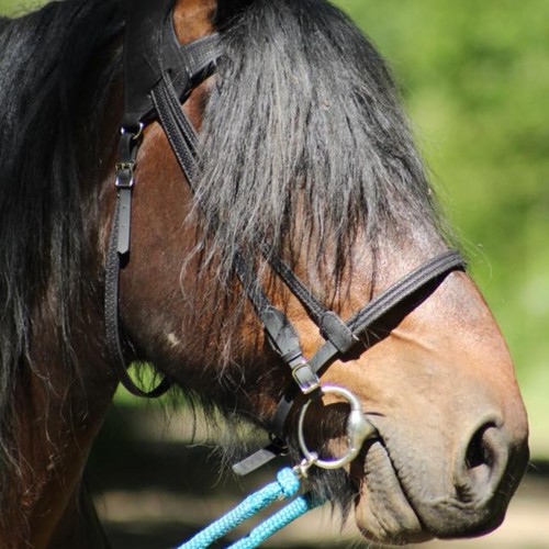 Simple ergonomic bridle