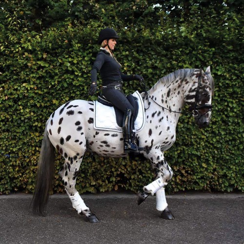 La Doline II est une selle adaptée au dressage  - Sellerie Gaston Mercier