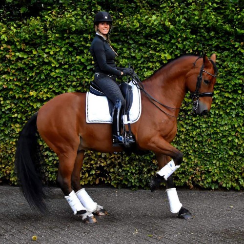 La Doline II est une selle adaptée au dressage  - Sellerie Gaston Mercier