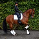 La Doline II est une selle adaptée au dressage  - Sellerie Gaston Mercier