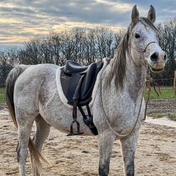 Bi-Relax Carbon Stirrup