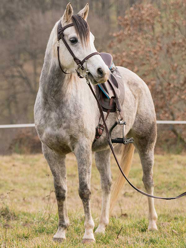 Gaston - Gaston Mercier