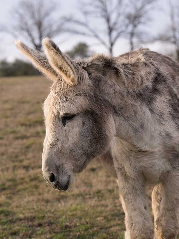 Ortie - Gaston Mercier